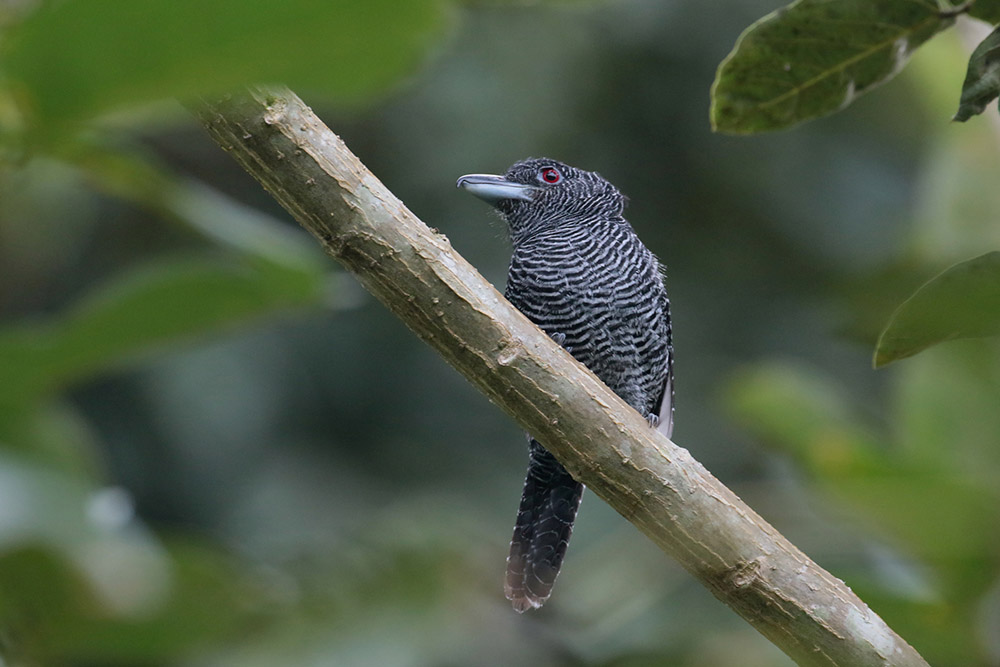 Fasciated Antshrike